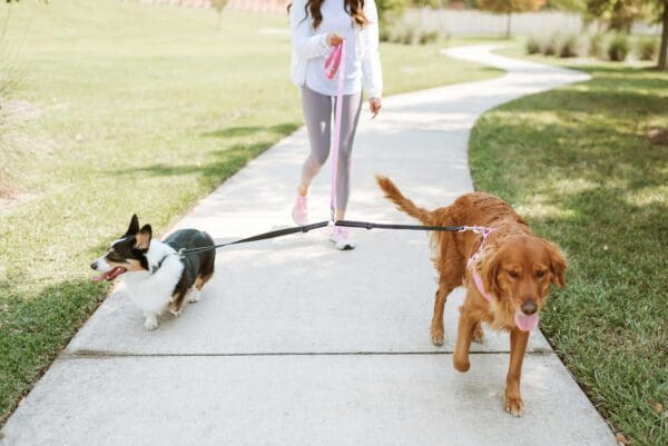 Double Dog Leash