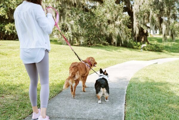 2 dogs on a double leash