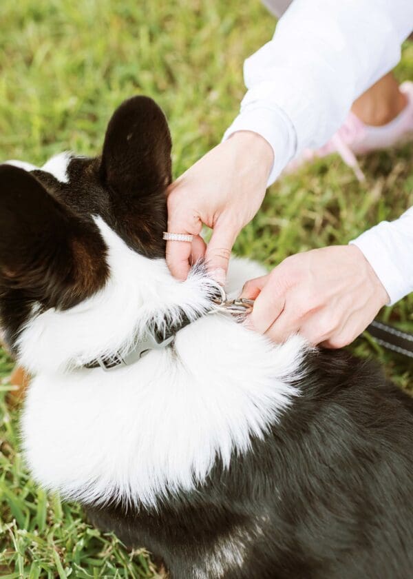 clasp for dog leash