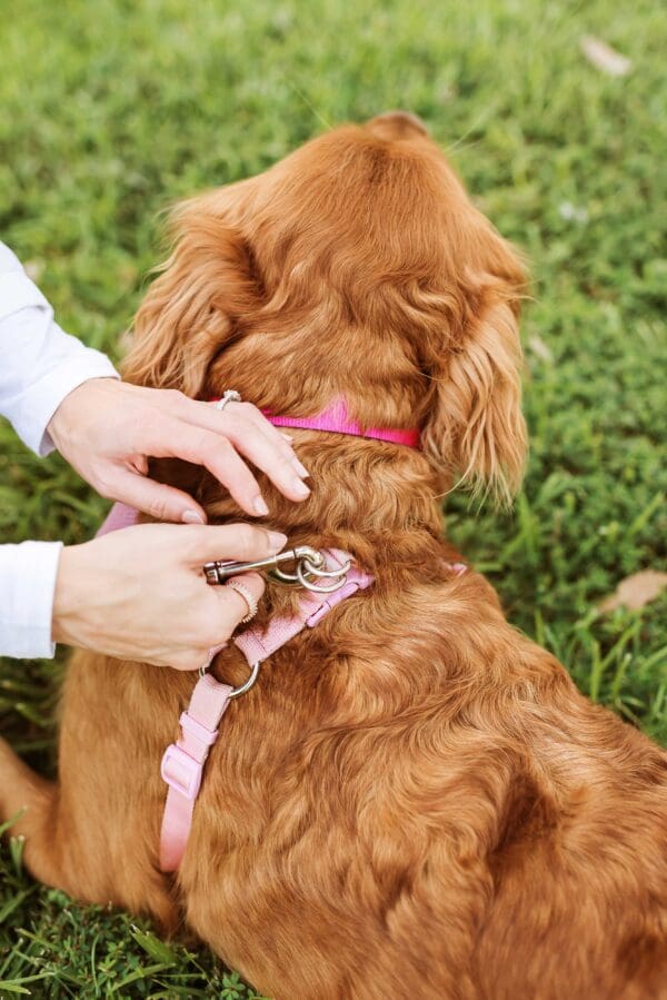 clasp for dog leash