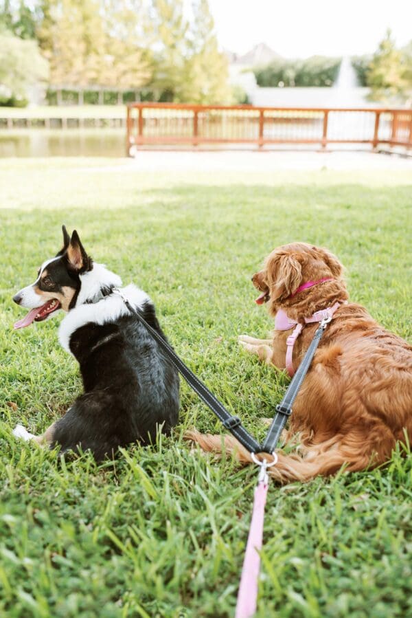 2 dogs 1 leash